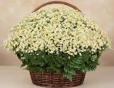 Цветочная композиция из Ромашки в корзине #REPLACE_PRED# Комсомольске Кемеровской области
